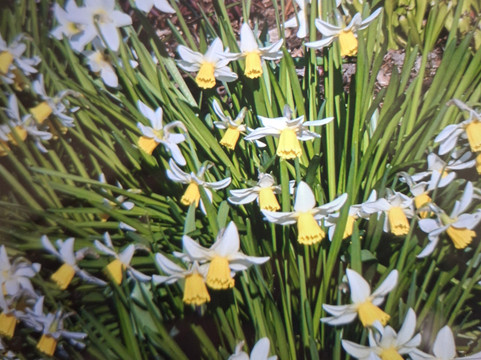 Green Island Gardens-Ardleigh必去景点