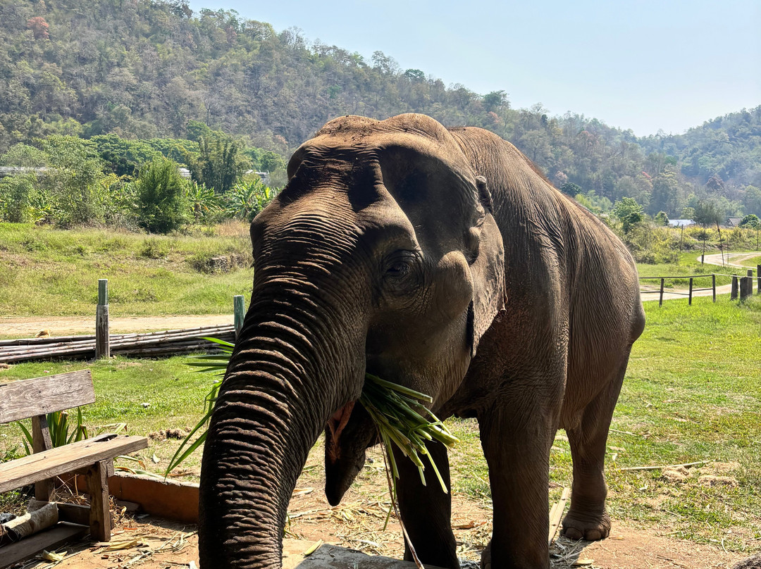 Doi Lom Elephant Rescue Sanctuary-夜登必去景点