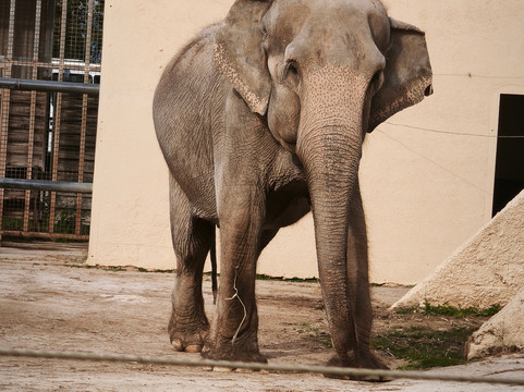 Safari Zoo Mallorca-萨可马必去景点
