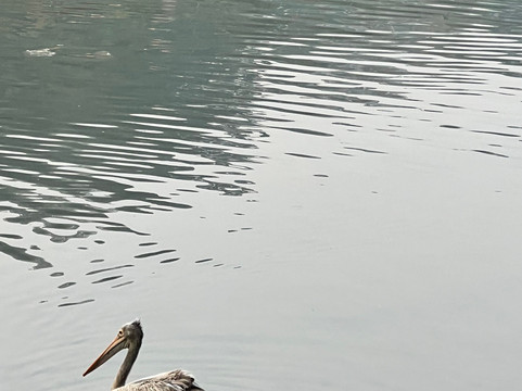 ceylanka tours-Kirillawala必去景点