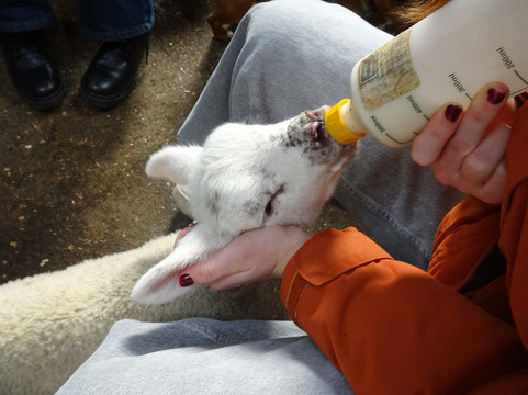 Bissett's Barn - The Rings-库珀必去景点
