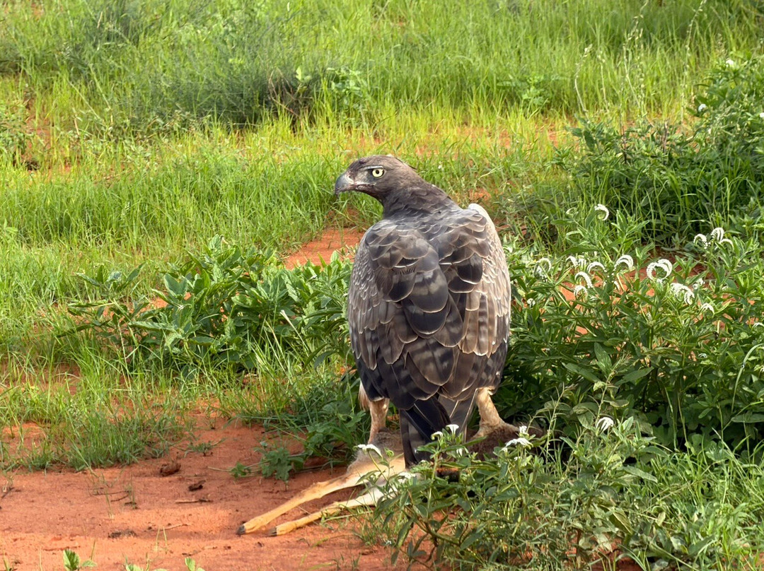 Safari Desire-Sekenani必去景点