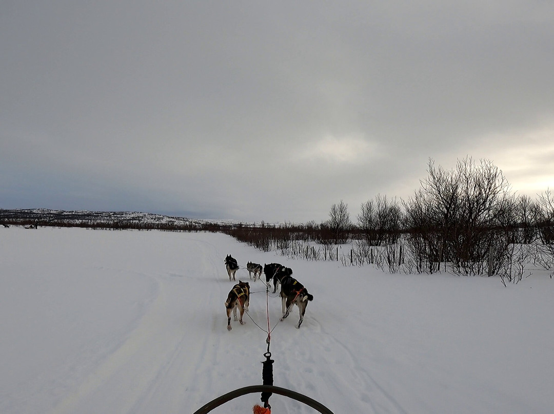 Tana Husky - Day Tours-Tana Bru必去景点