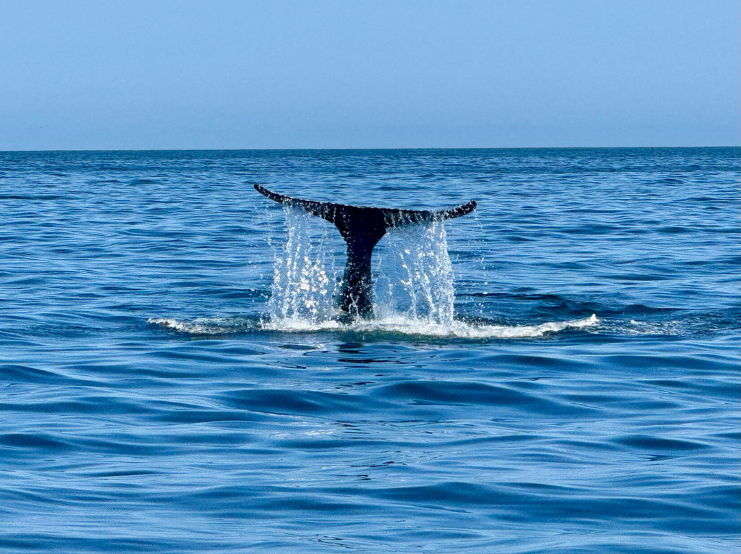 Dressel Divers Puerto Vallarta-蓬塔米塔必去景点