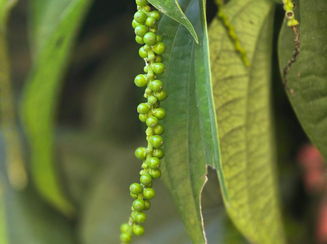 Ella Spice Garden Cooking School-埃勒必去景点