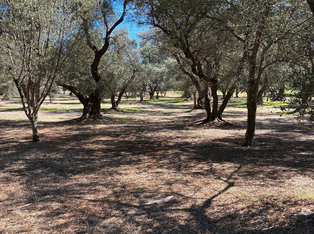 Adelaide Park Lands-阿德莱德必去景点