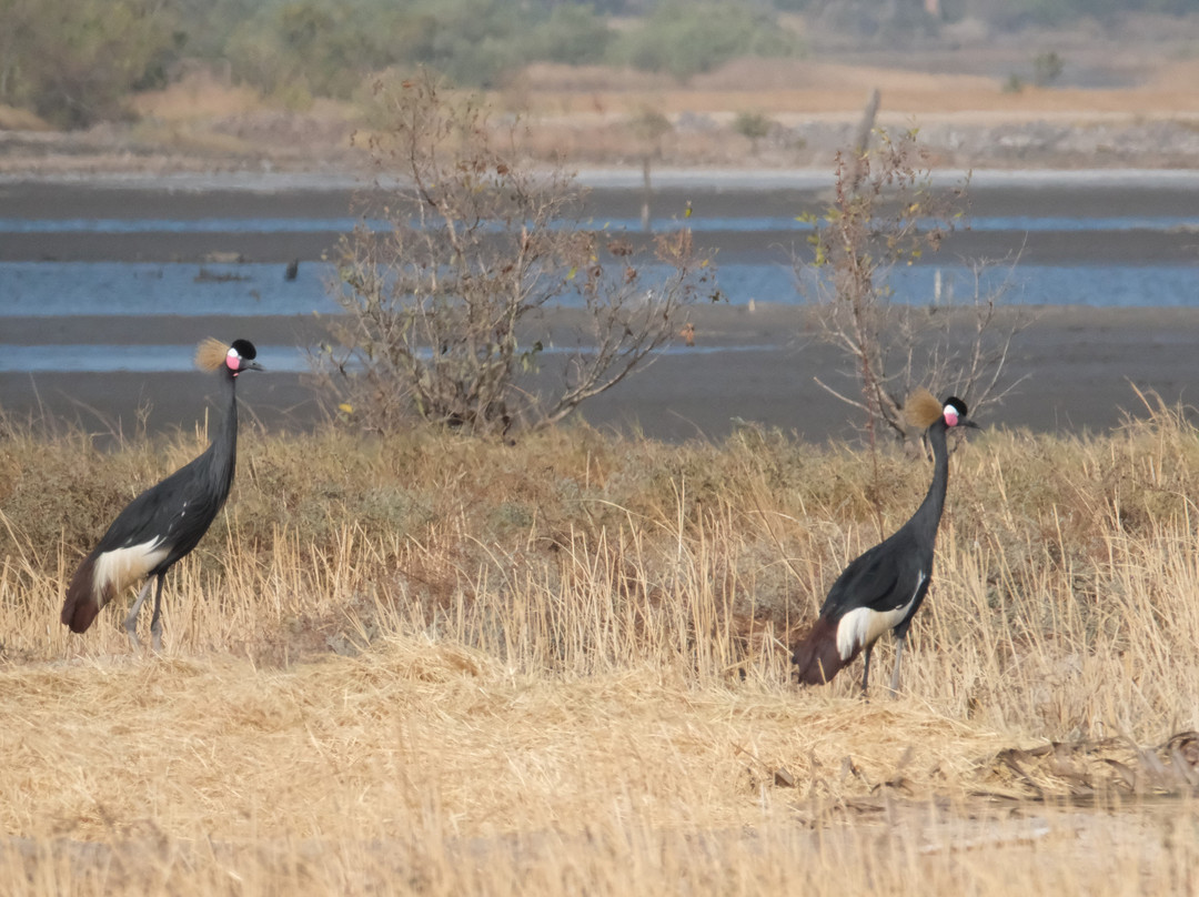 Senegambia Birding-Mandinari必去景点