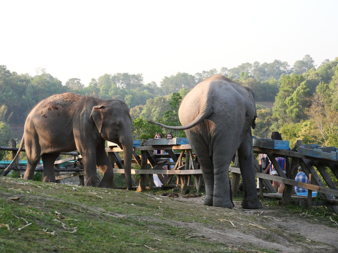 Blue Daily Elephant Care Sanctuary-清迈必去景点