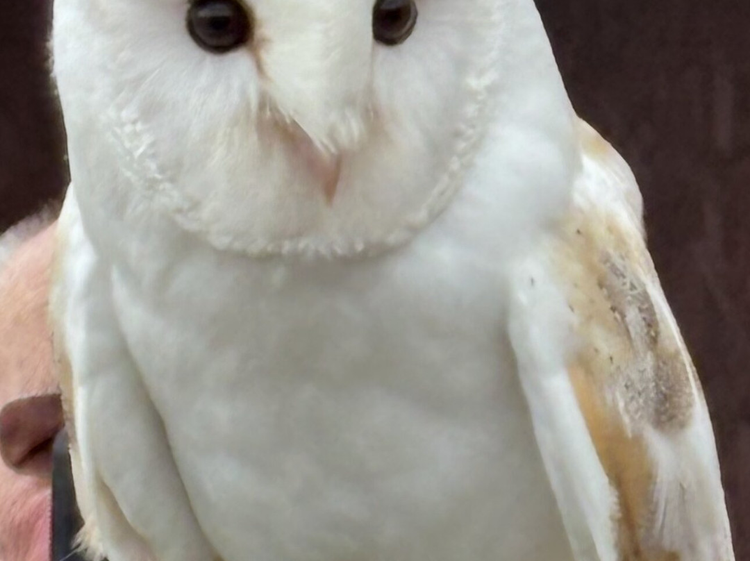 Suffolk Owl Sanctuary-Stonham Aspal必去景点