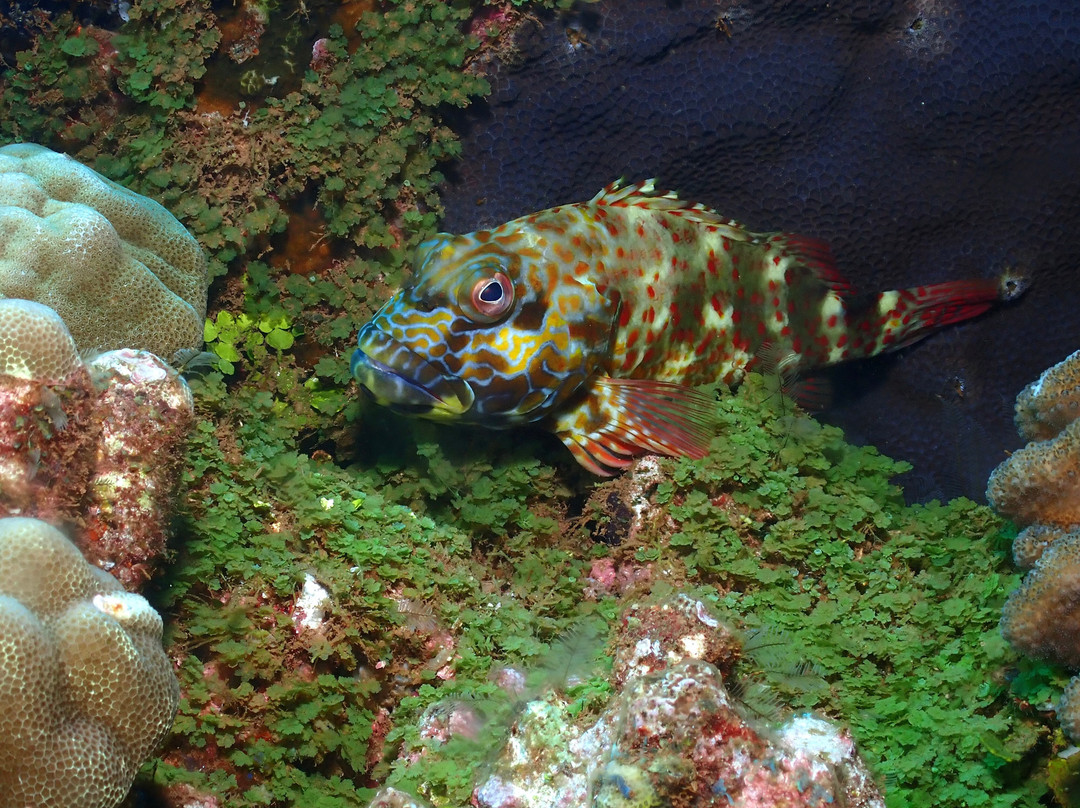 Maui Diamond Sea Sports-玛阿拉也亚必去景点