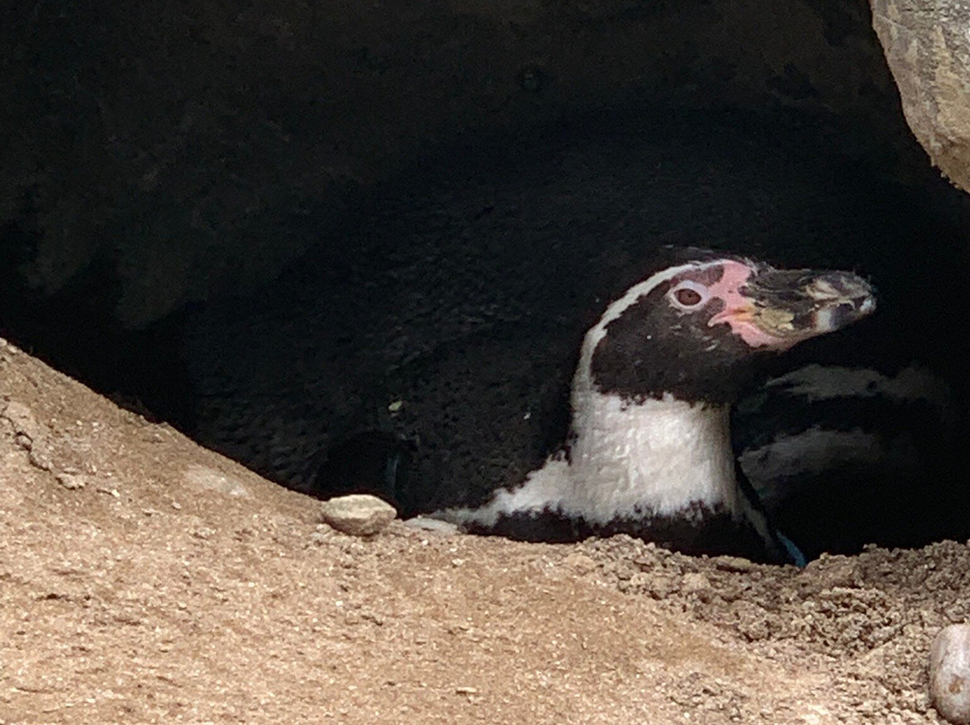 Newquay Zoo-纽奎必去景点
