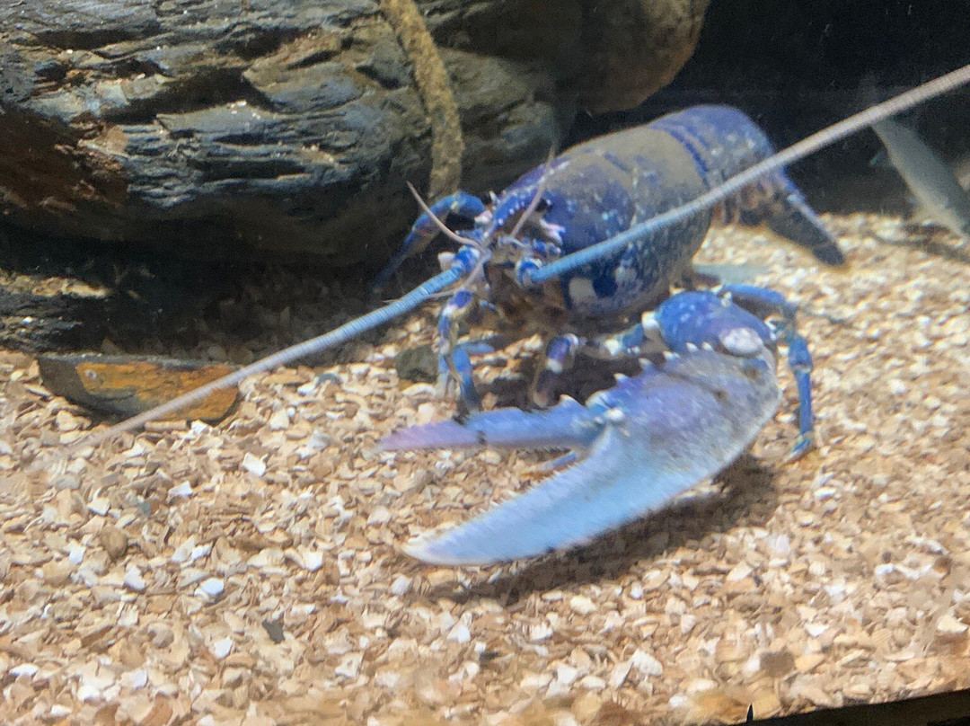 Blue Reef Aquarium-纽奎必去景点