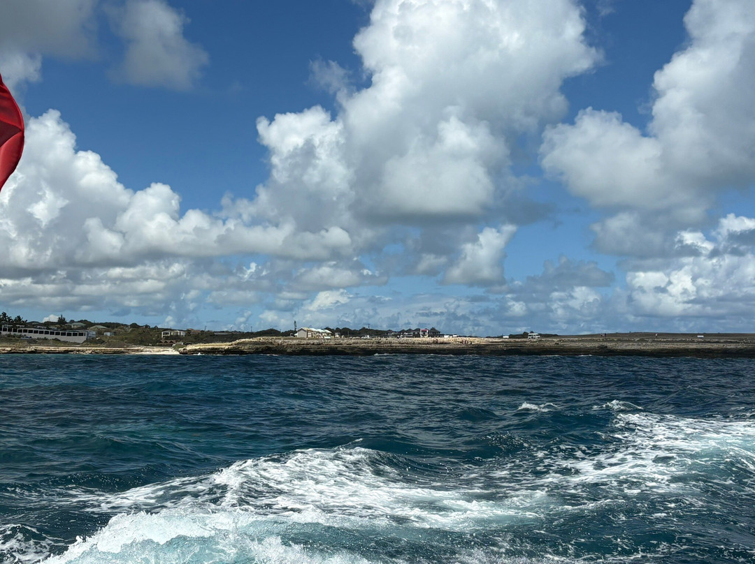 Wadadli Cats-安提瓜必去景点