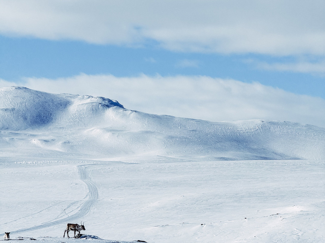 Outback Abisko-阿比斯库必去景点