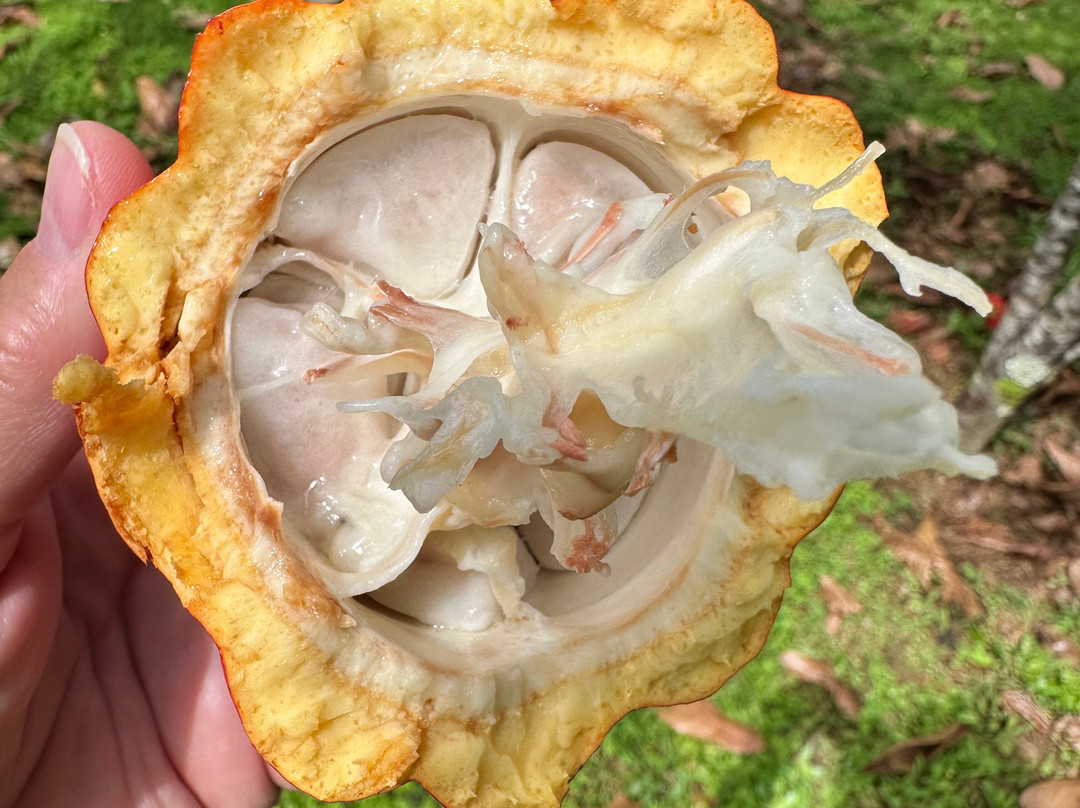 Honokaa Chocolate Co-霍诺卡阿必去景点