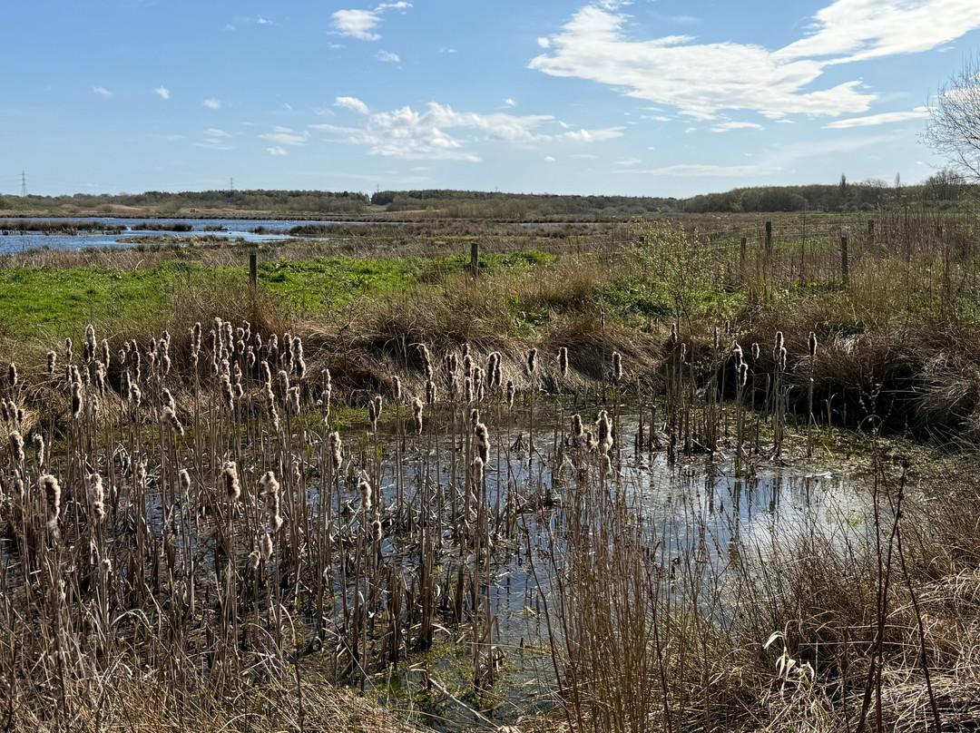 Lunt Meadows Nature Reserve-利物浦必去景点