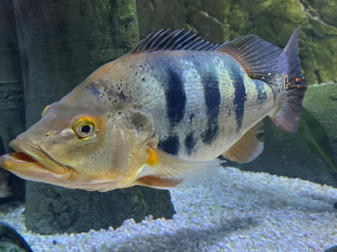 Fluviário de Mora-Cabecao必去景点