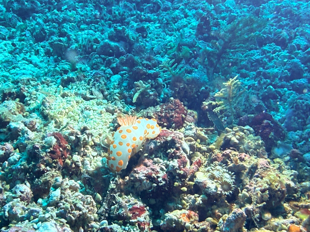 Fun & Sun Dive Travel-妈妈拍丝瓜岛必去景点