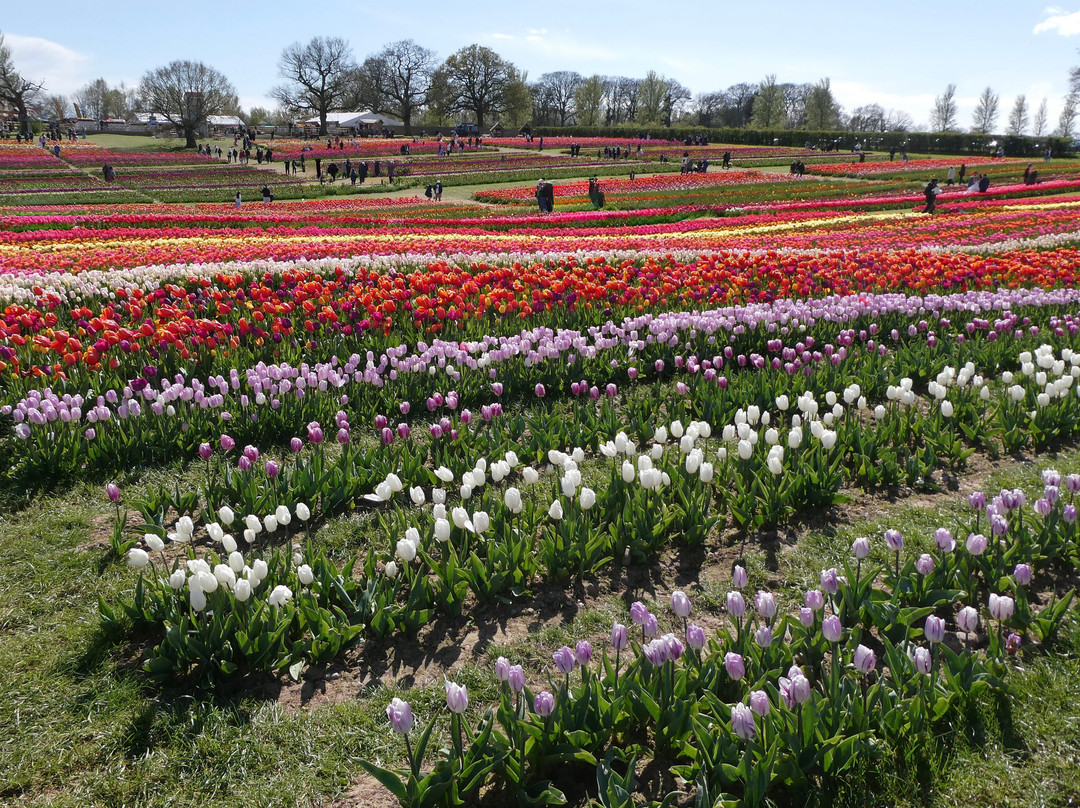 Tulleys Tulip Garden - Warwickshire-沃里克必去景点