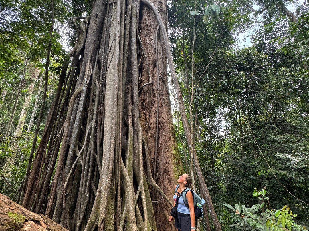Bukit Lawang Jungle Trekking-武吉拉旺必去景点
