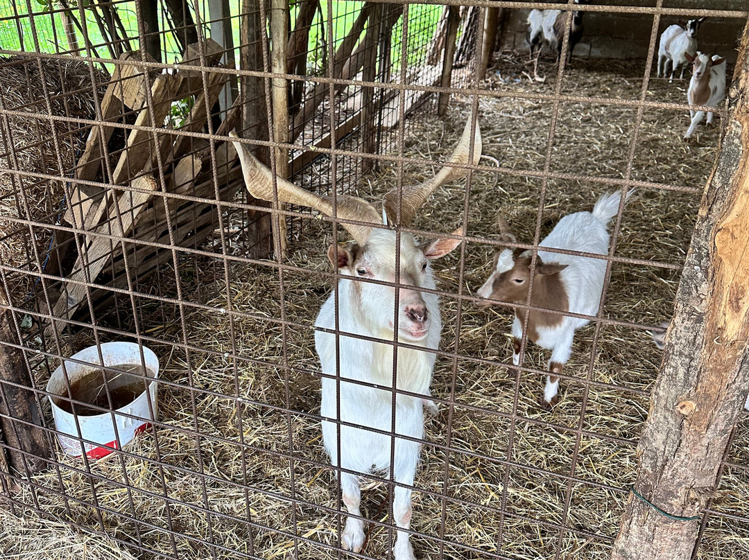 Fattoria Didattica Marilù-Veroli必去景点