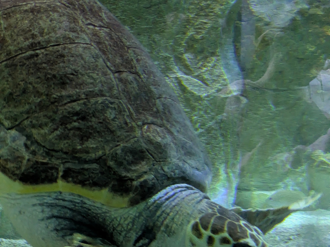 Seaquarium Institut Marin-勒格罗迪鲁瓦必去景点