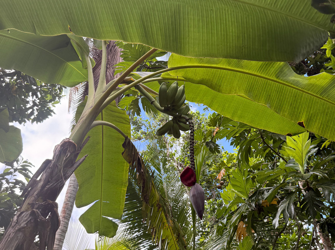 Sun Valley Plantation Hummingbird Garden-奥乔里奥斯必去景点