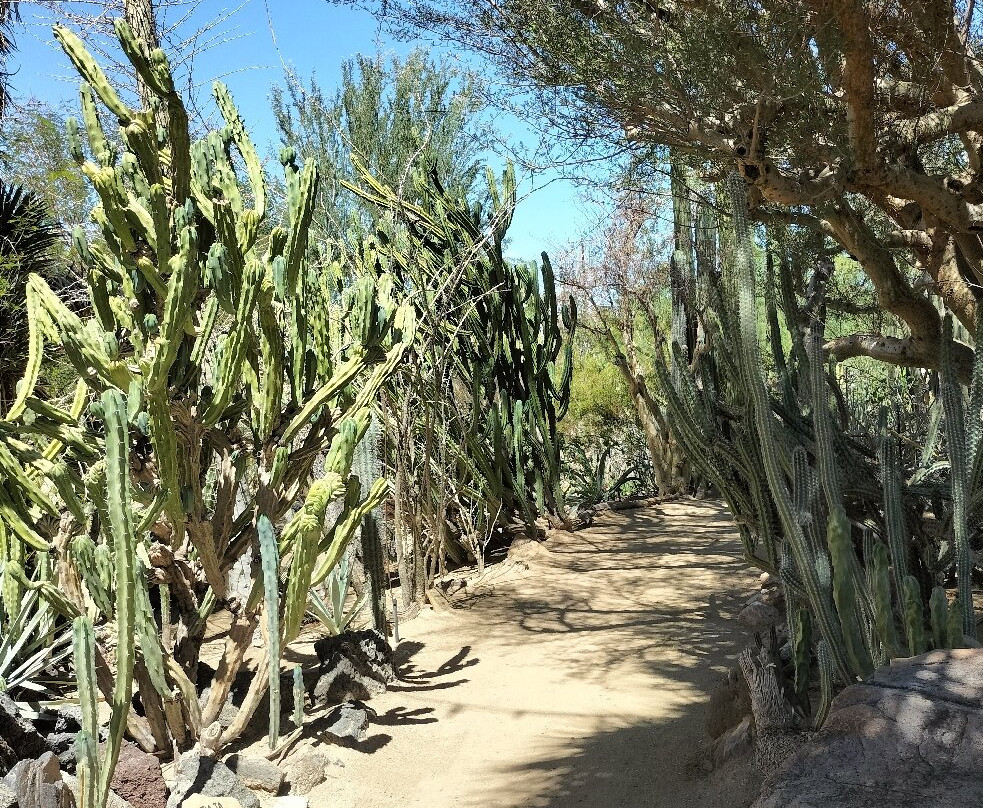 摩登热带植物园-棕榈泉市必去景点