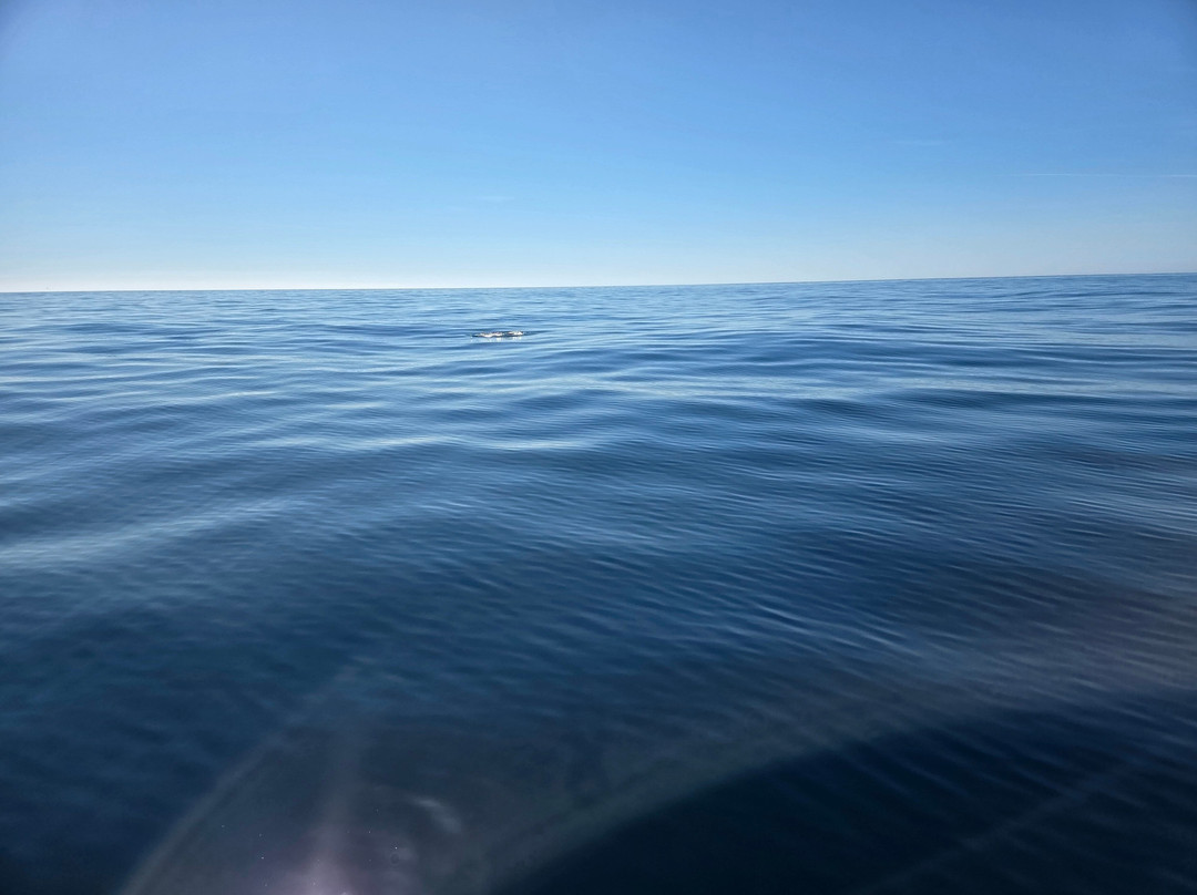 Sam Sea Trips