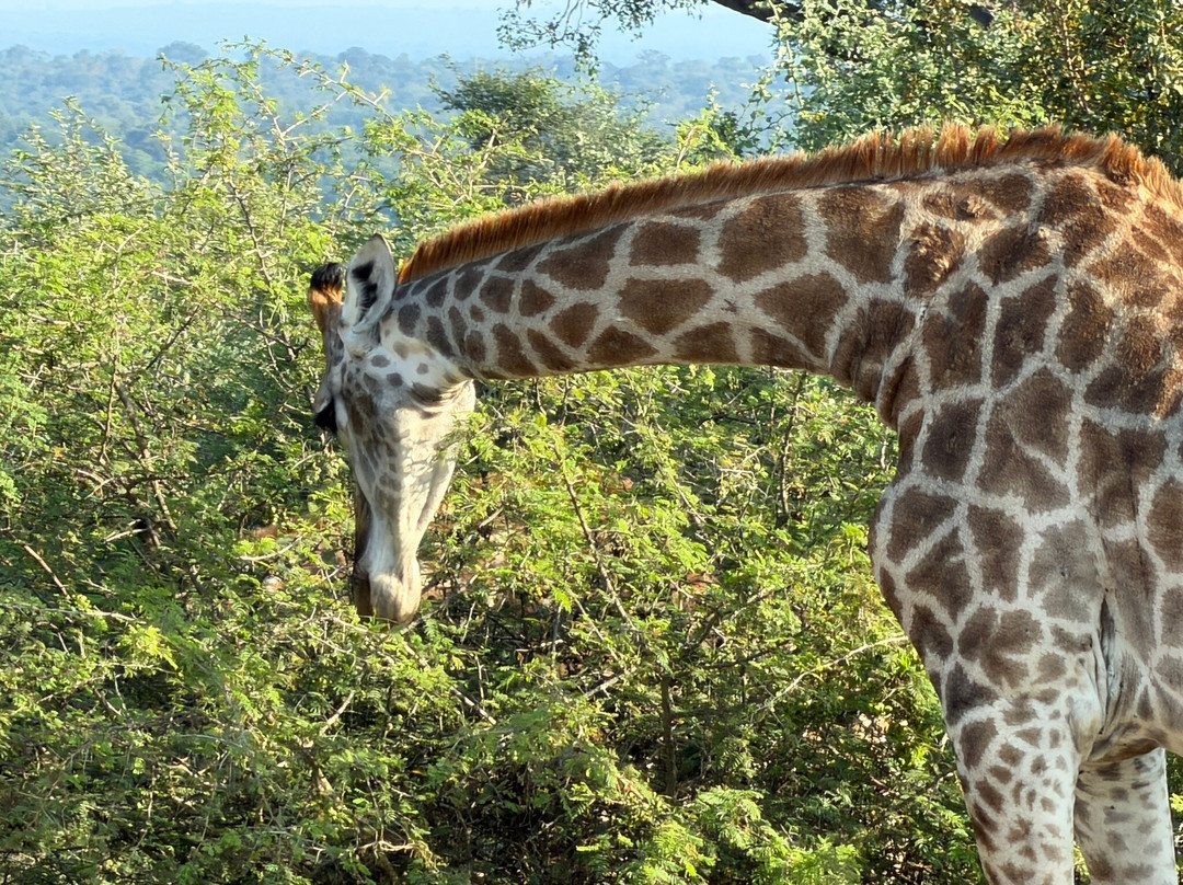 Kruger National Park-尼斯普鲁特必去景点