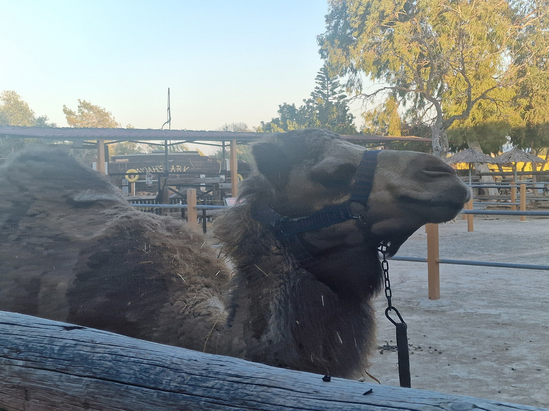 Camel Park-玛佐托斯必去景点