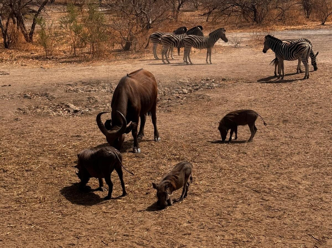 Fathala Wildlife Reserve-Dassilame Ba必去景点