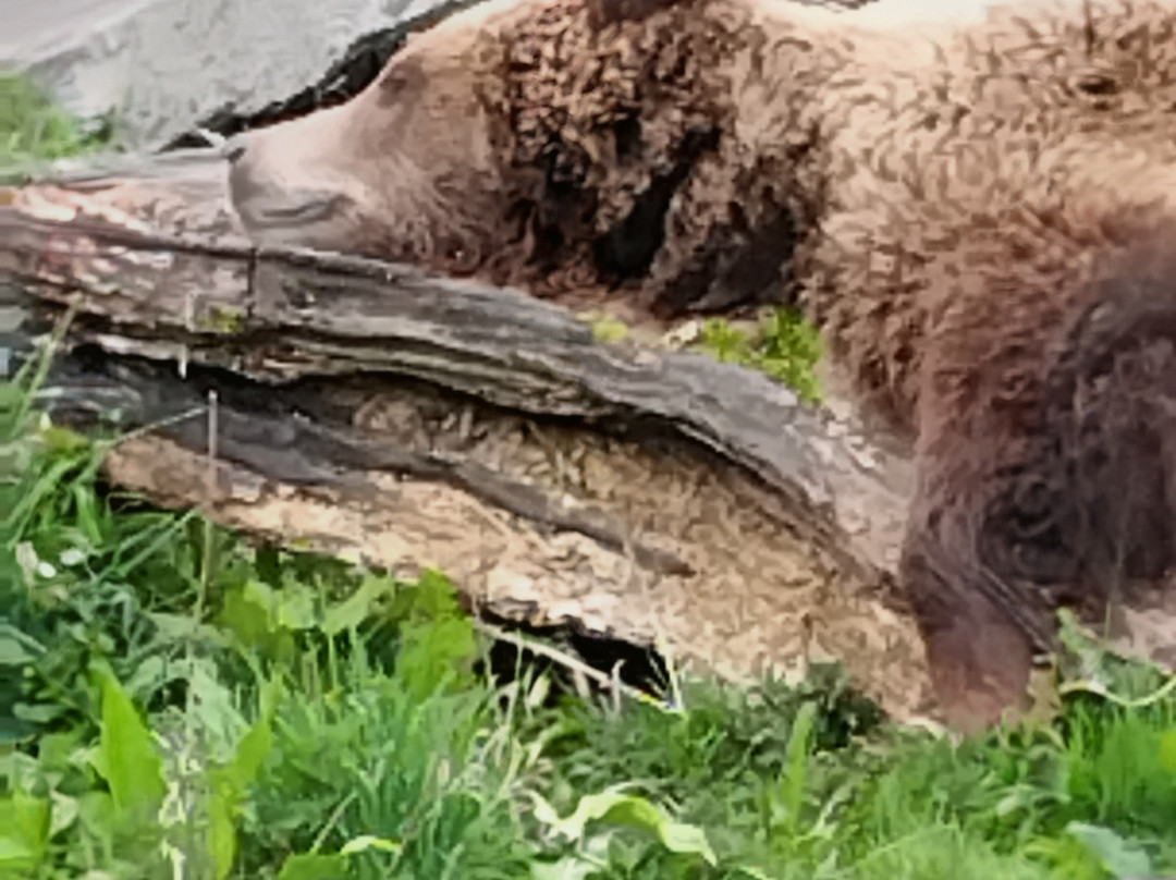 Camperdown Wildlife Centre-敦提必去景点