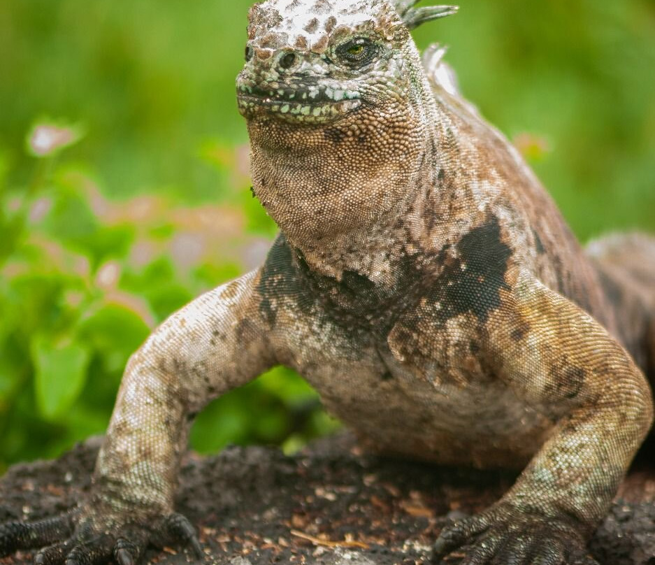 Galapagos Path-阿约拉港必去景点