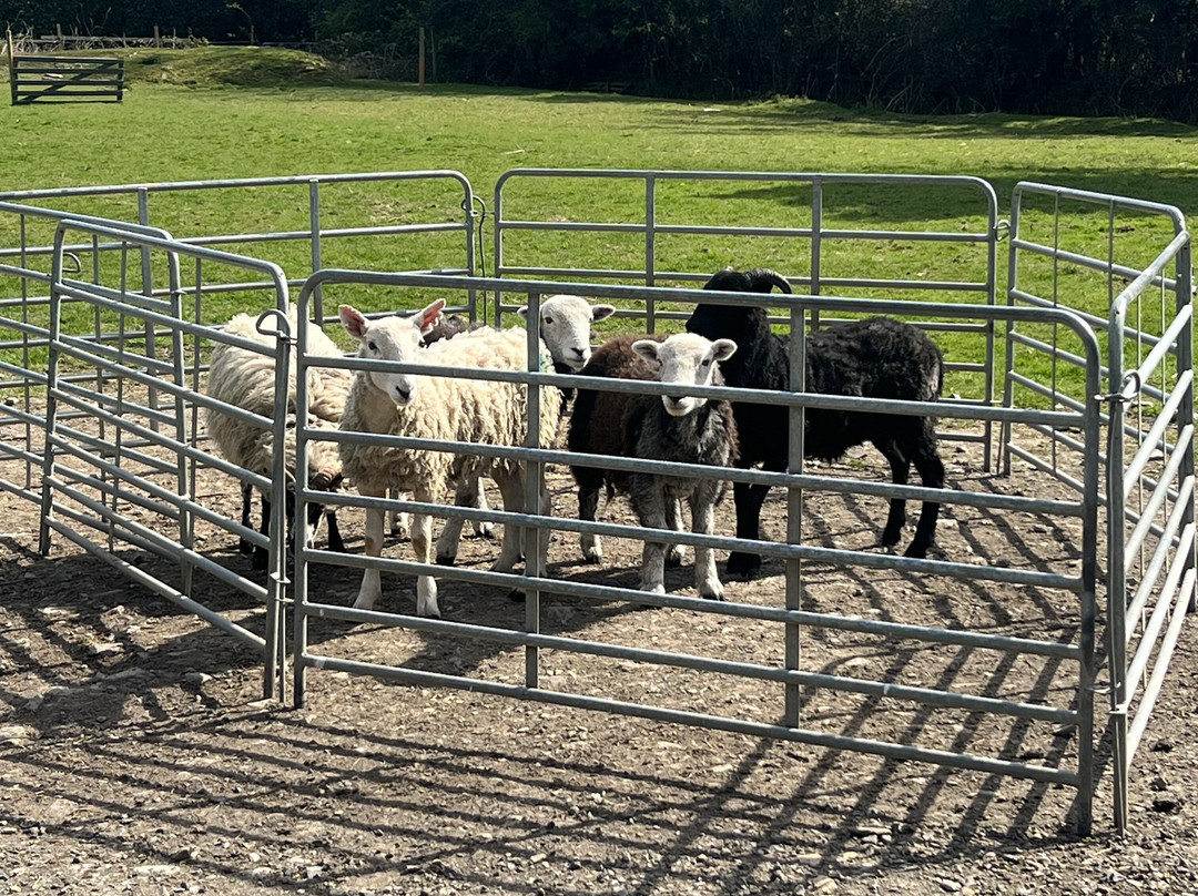 Sheep Smarts-Rathdrum必去景点