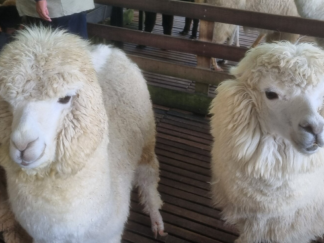 The Sheep Sanctuary-碧兰璋必去景点