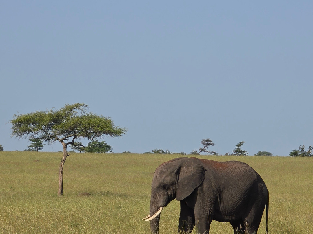 Kimbilio Serengeti Camp主图