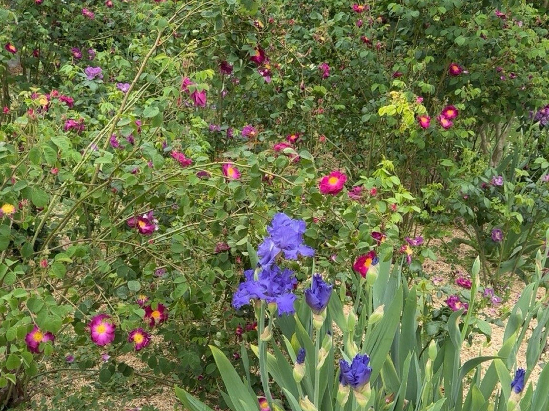 Parc floral de la Roseraie-普瓦捷必去景点
