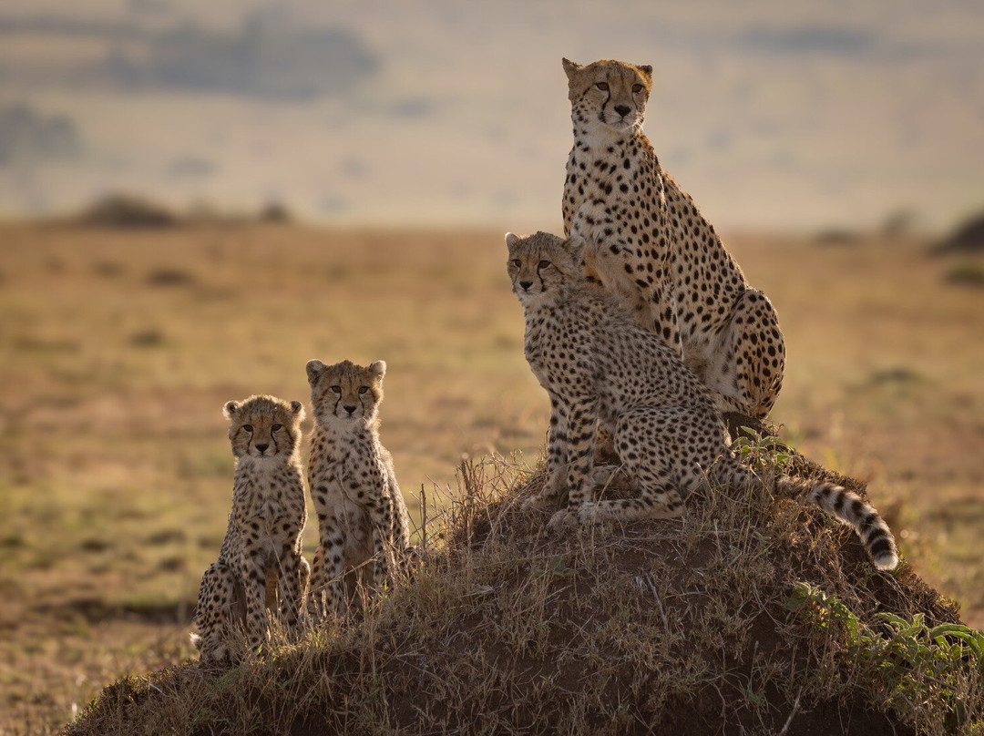 Ngorongoro Crater-恩戈罗恩戈罗保护区必去景点