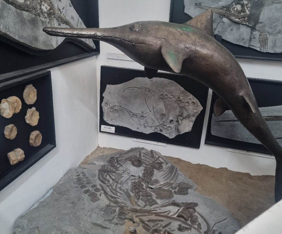 Dinosaurland Fossil Museum-莱姆里杰斯必去景点