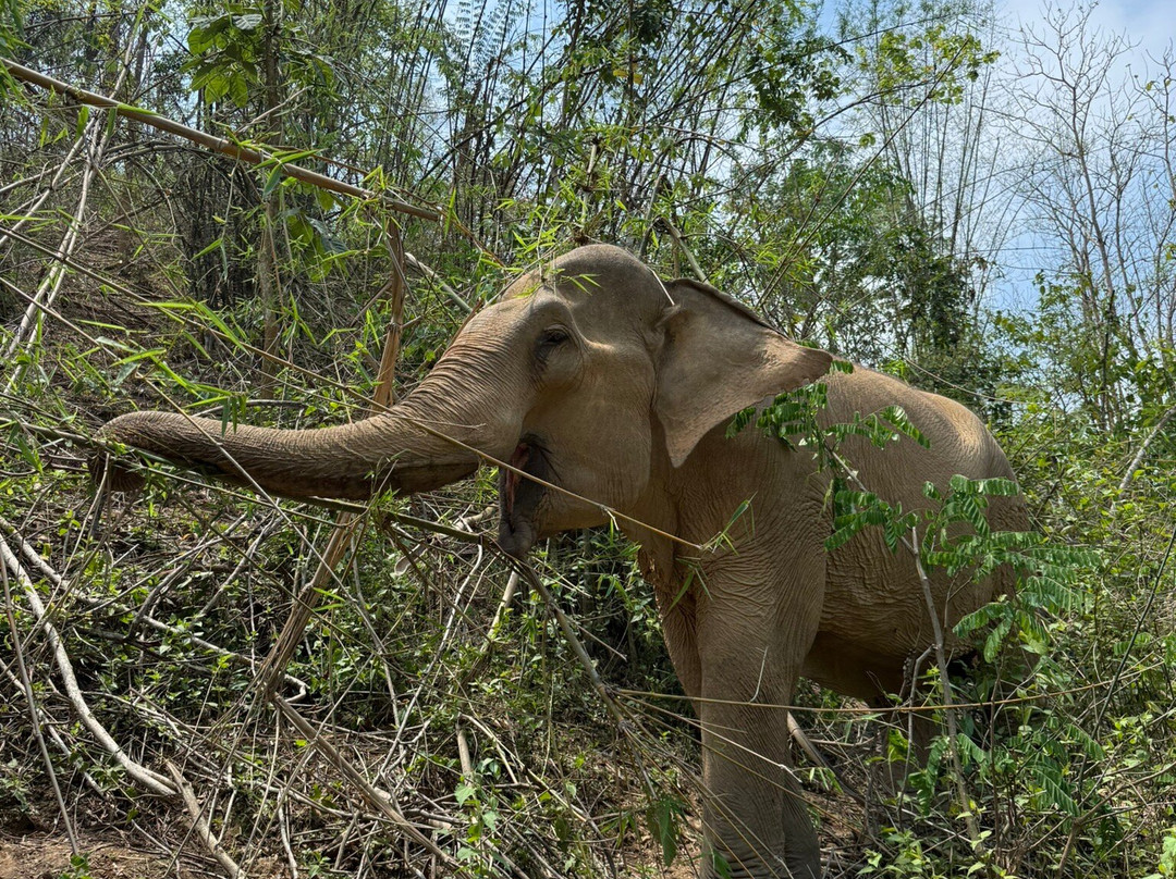 MandaLao Elephant Conservation-琅勃拉邦必去景点