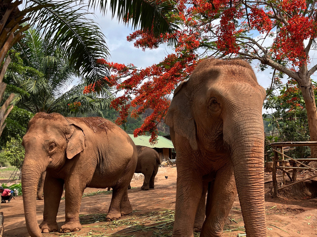 Elephant Steps Chiang Rai-清莱必去景点