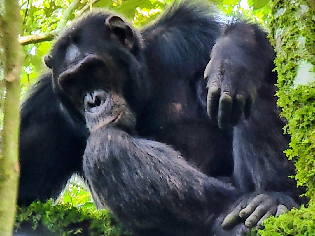 Katella Uganda Safaris-坎帕拉必去景点