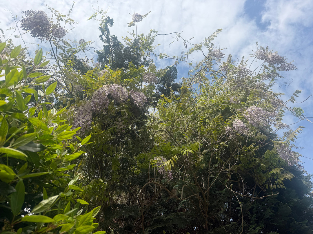 Ashley Cottage Tea Room