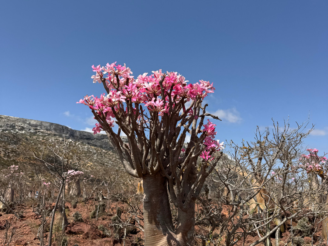 WelcomeToSocotra-索科特拉岛必去景点