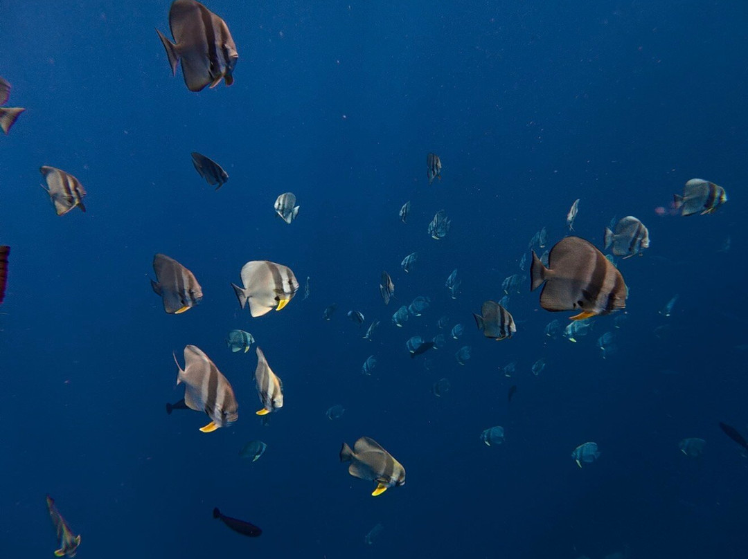 Euro-Divers Niva Dhigali Maldives-Meedhoo必去景点