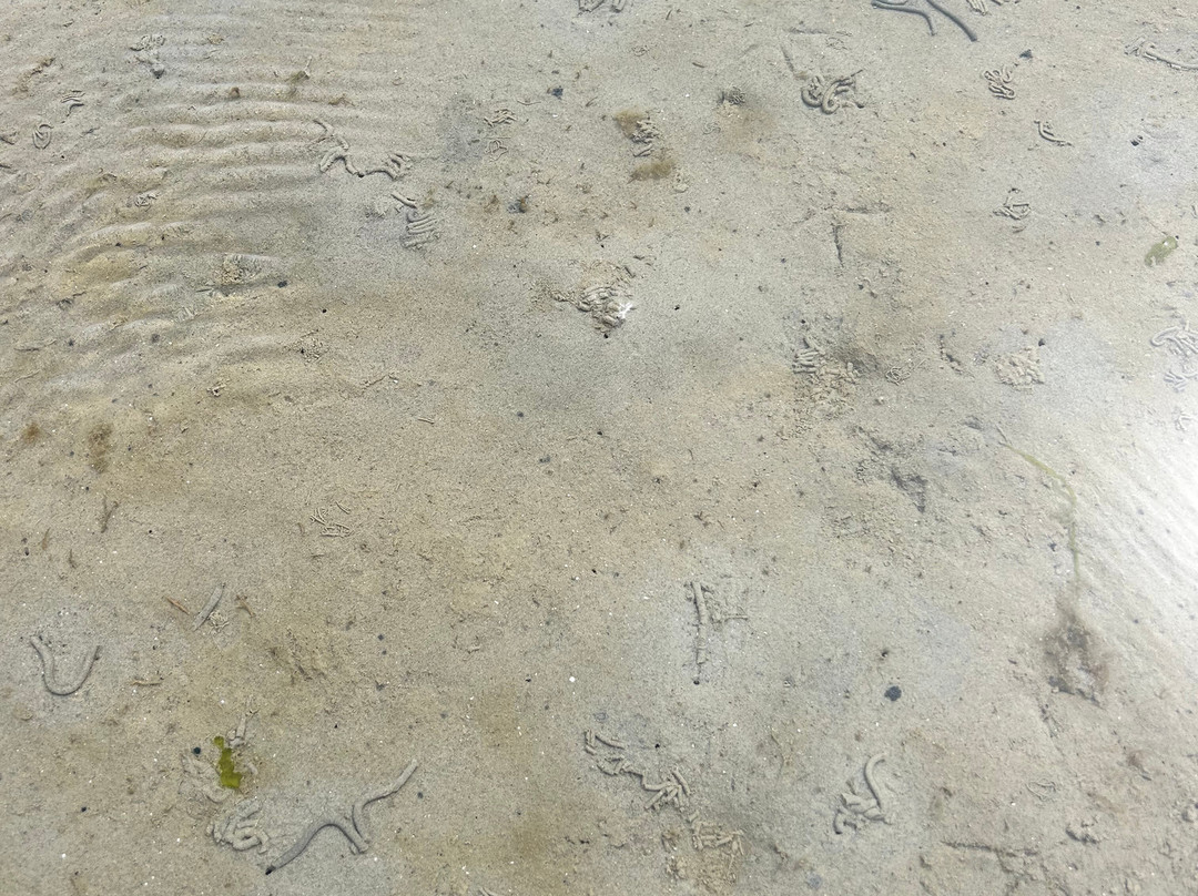 Puur Terschelling-Terschelling必去景点
