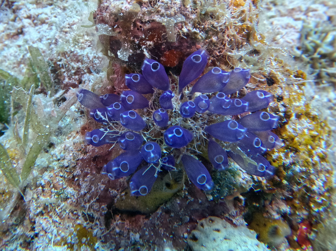 Culebra Divers-库莱布拉岛必去景点