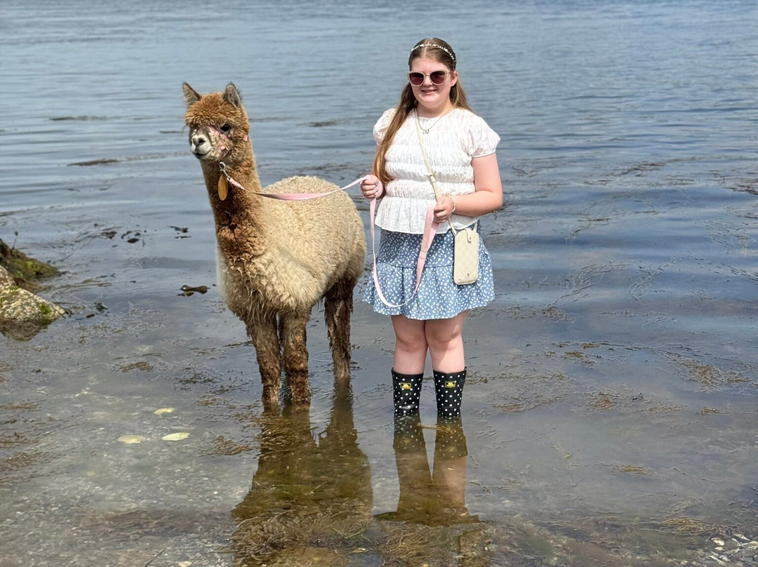 Strangford Bay Alpacas-Strangford必去景点