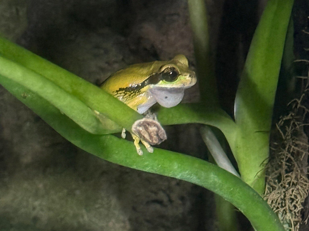 Ranario Monteverde Frog Pond-圣埃伦娜必去景点